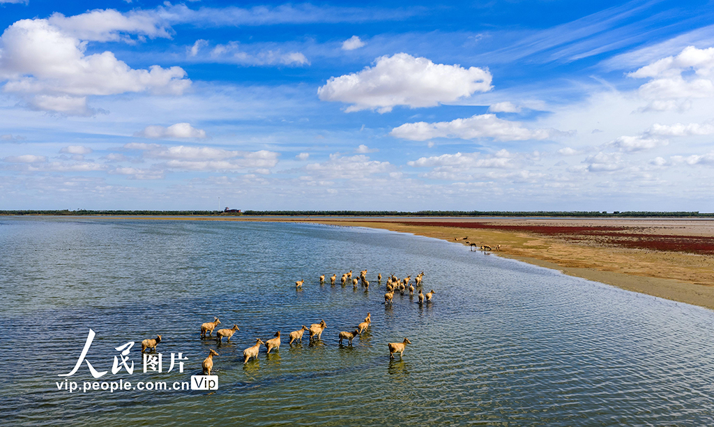 江苏东台：盐蒿红 秋色美【4】