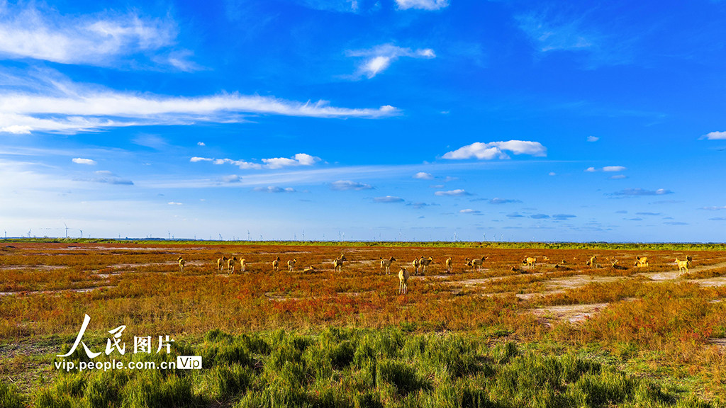 江苏东台：盐蒿红 秋色美【5】