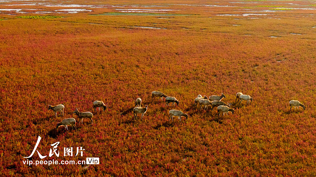 江苏东台：盐蒿红 秋色美【2】