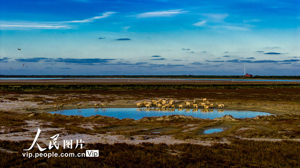 江苏东台：盐蒿红 秋色美