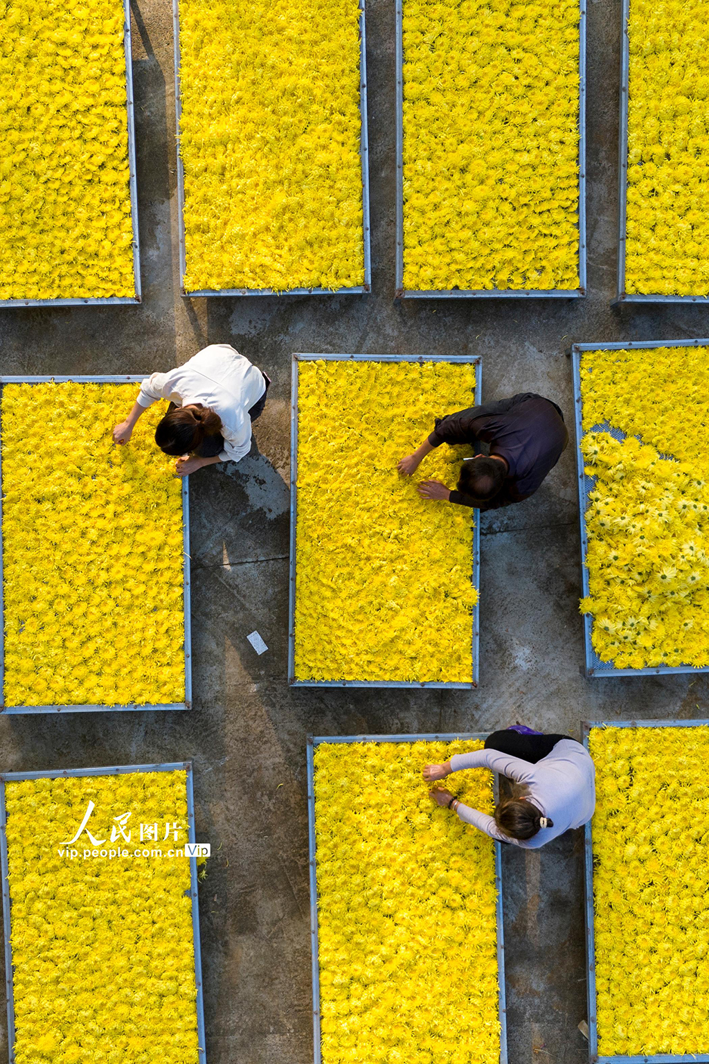 湖南涟源：金丝皇菊喜丰收【5】