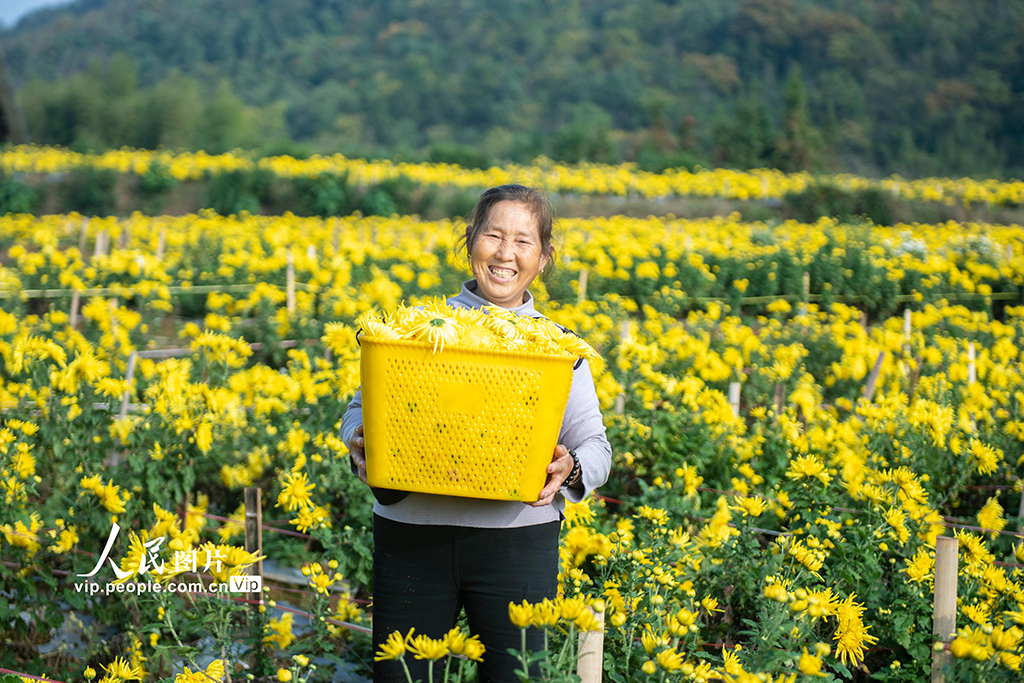 湖南涟源：金丝皇菊喜丰收【2】