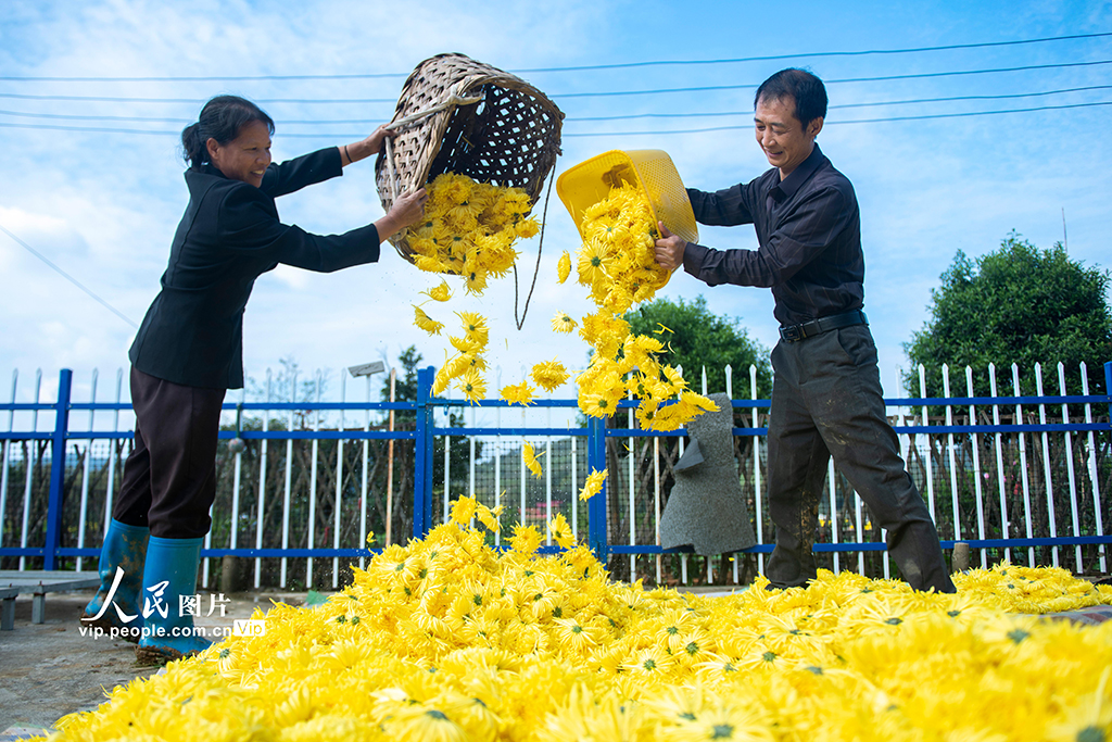湖南涟源：金丝皇菊喜丰收【3】
