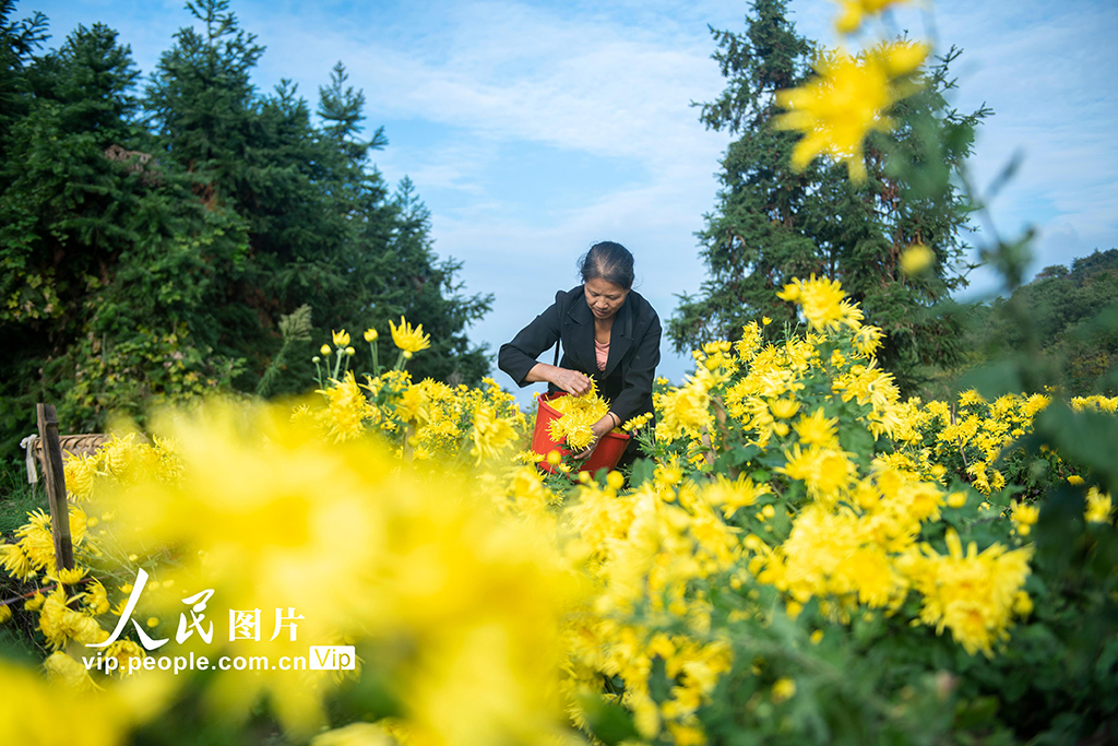 湖南涟源：金丝皇菊喜丰收