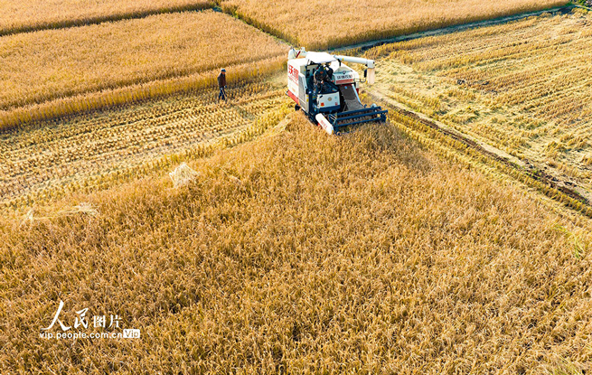 山西左权：水稻喜获丰收