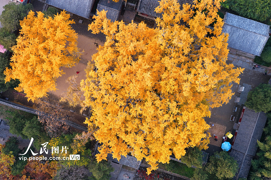 山东莒县：千年银杏树进入最佳观赏期【2】