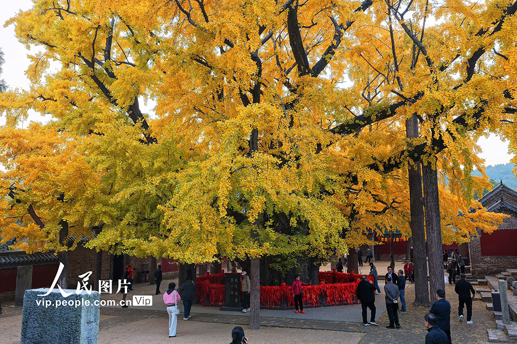 山东莒县：千年银杏树进入最佳观赏期【3】