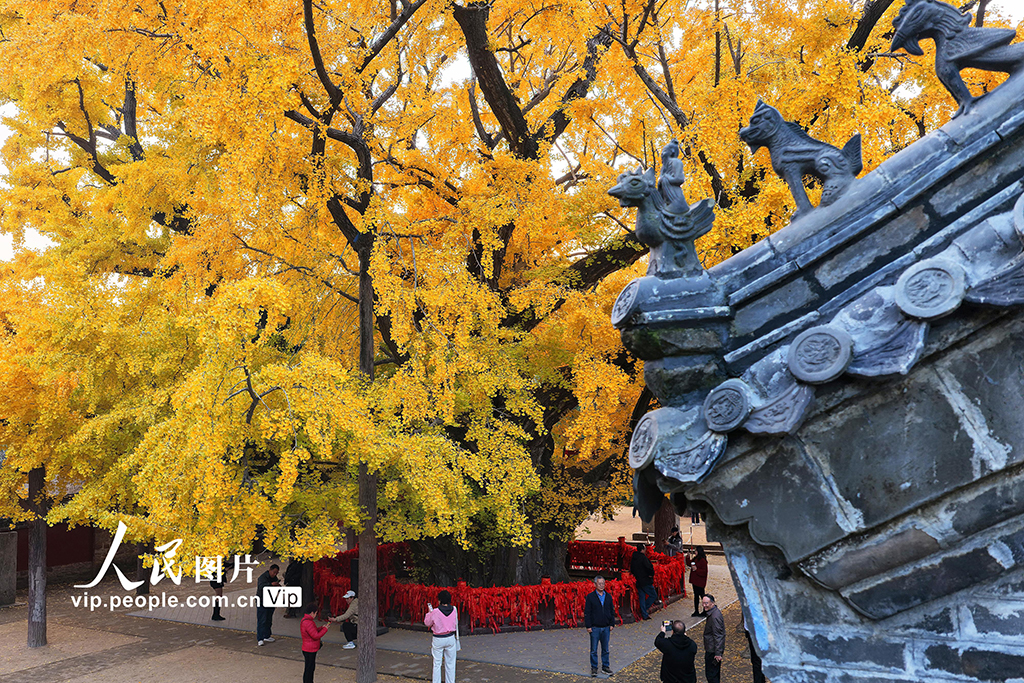 山东莒县：千年银杏树进入最佳观赏期【4】