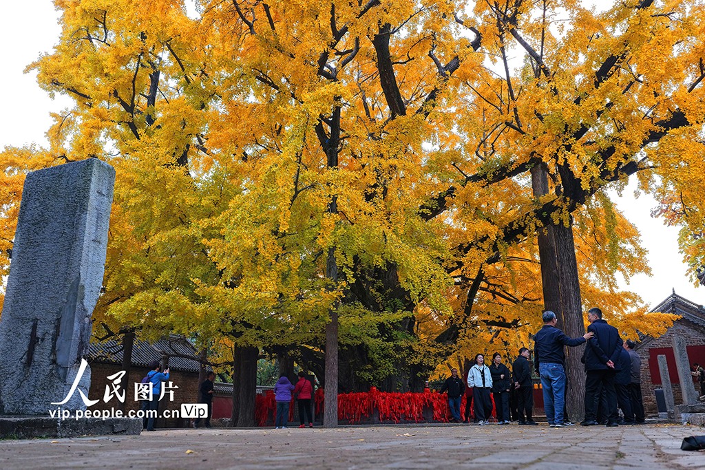 山东莒县：千年银杏树进入最佳观赏期【5】