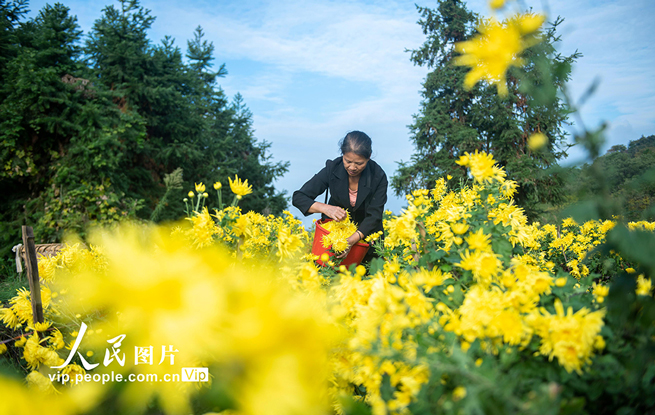 湖南涟源：金丝皇菊喜丰收