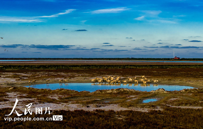 江苏东台：盐蒿红 秋色美