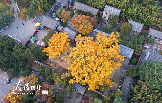 山东莒县：千年银杏树进入最佳观赏期