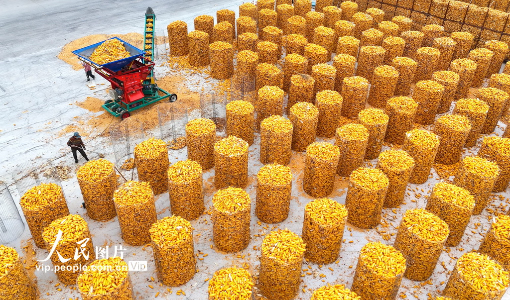 2025年11月7日，山东省滨州市滨城区杨柳雪镇的农民在加工玉米。