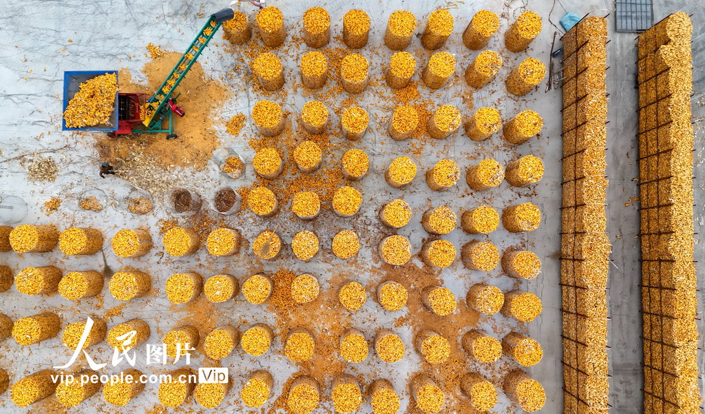 2025年11月7日，山东省滨州市滨城区杨柳雪镇的农民在加工玉米。