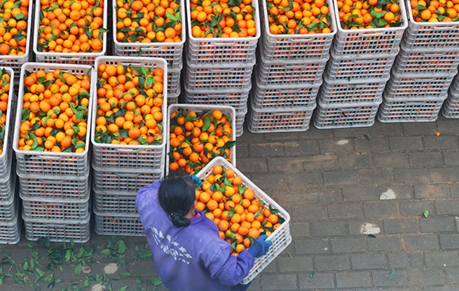 江西泰和：采收砂糖橘