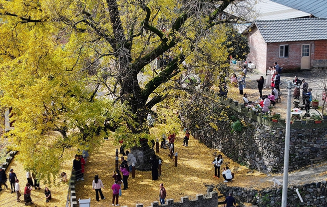 湖北谷城：千年银杏披“金装”