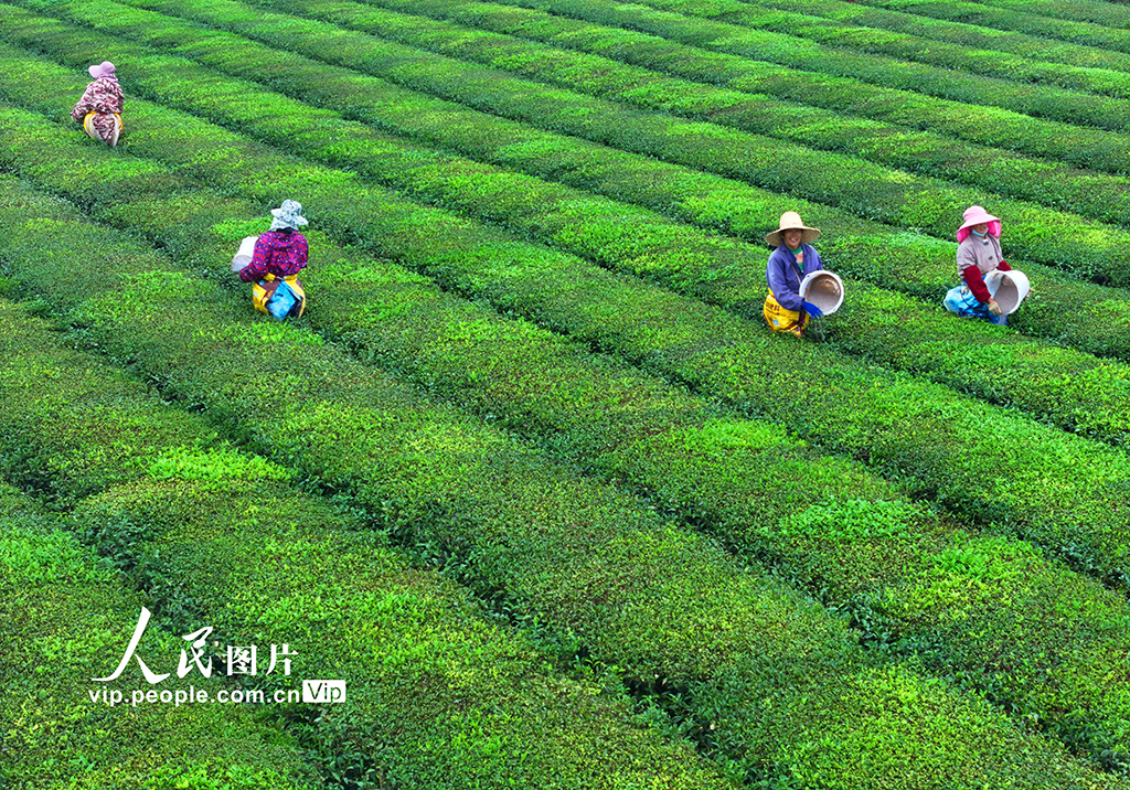 江西泰和：茶园施肥管护忙【4】