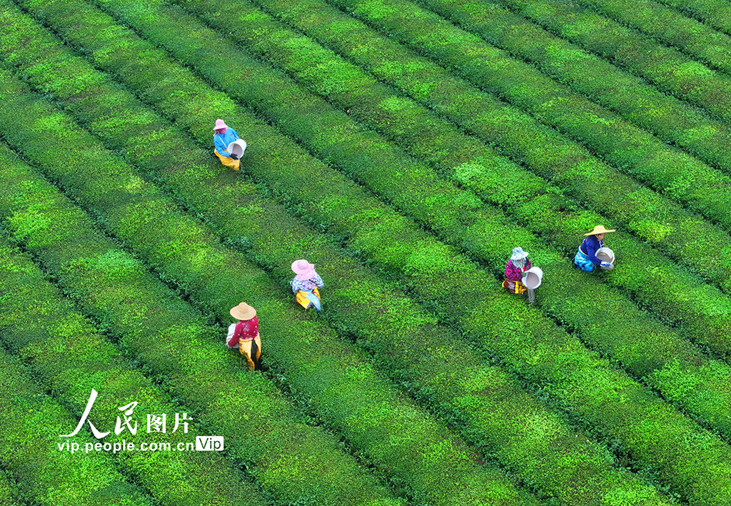 江西泰和：茶园施肥管护忙【5】