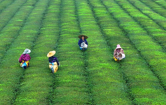 江西泰和：茶园施肥管护忙