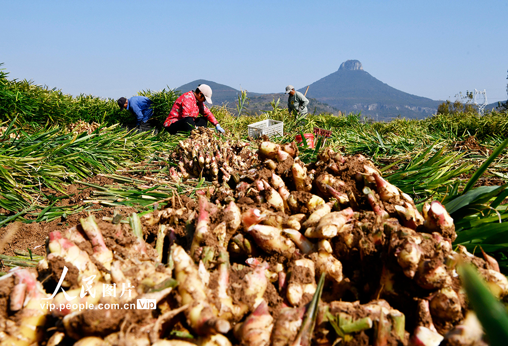 山东枣庄：收获黄姜