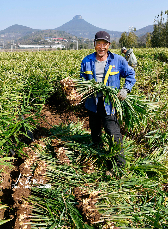 山东枣庄：收获黄姜【2】