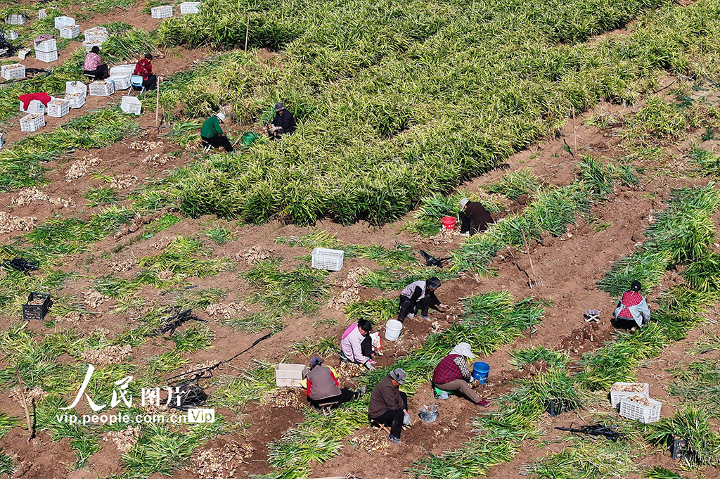 山东枣庄：收获黄姜【3】