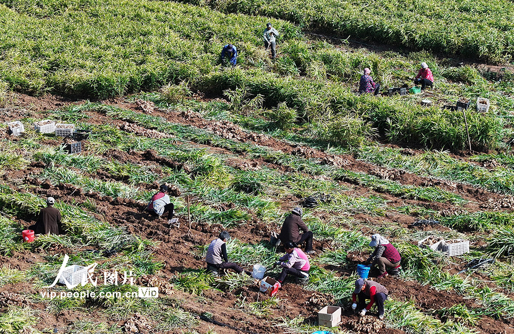 山东枣庄：收获黄姜【4】