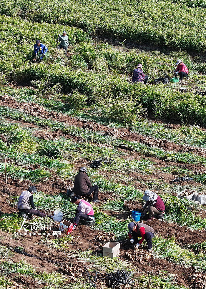 山东枣庄：收获黄姜【5】