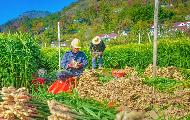 安徽岳西：小黄姜 喜丰收