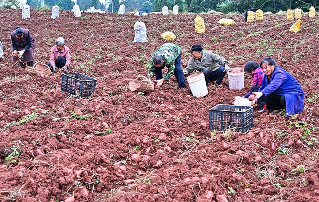 四川仁寿：紫薯喜丰收