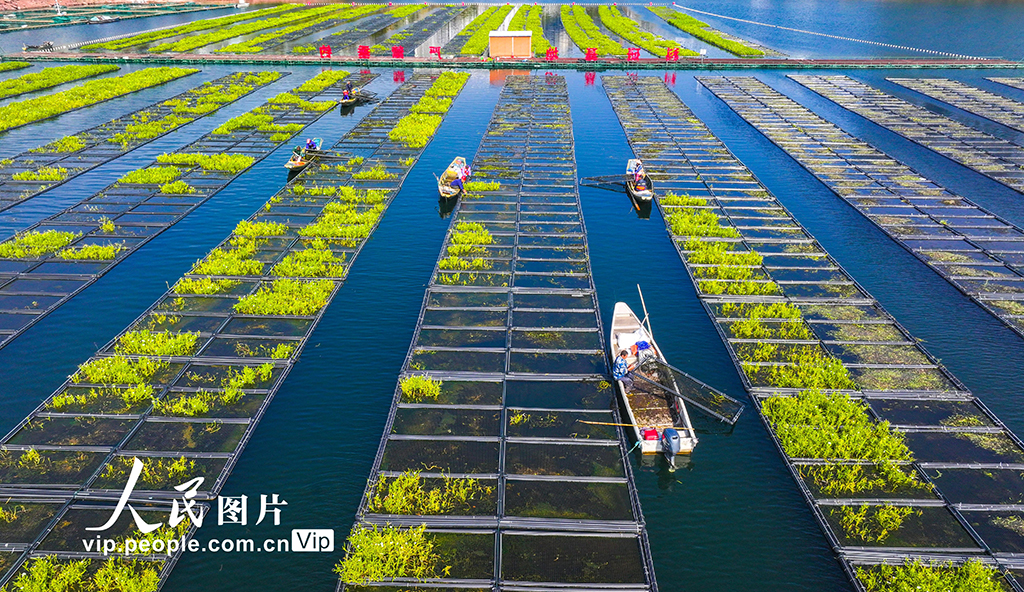 浙江淳安：湖上菜园“整地”忙【3】