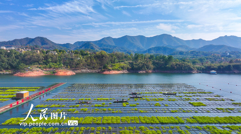 浙江淳安：湖上菜园“整地”忙【5】