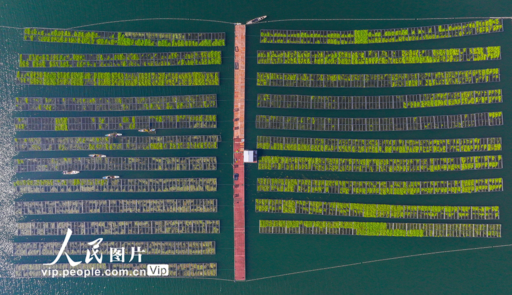 浙江淳安：湖上菜园“整地”忙【2】