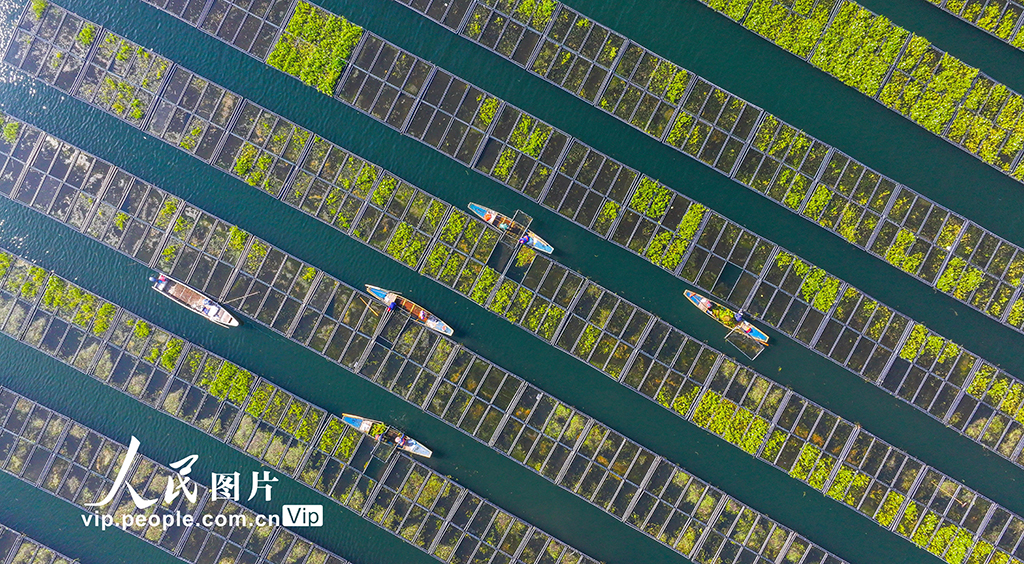 浙江淳安：湖上菜园“整地”忙【6】