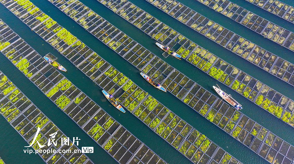 浙江淳安：湖上菜园“整地”忙【7】