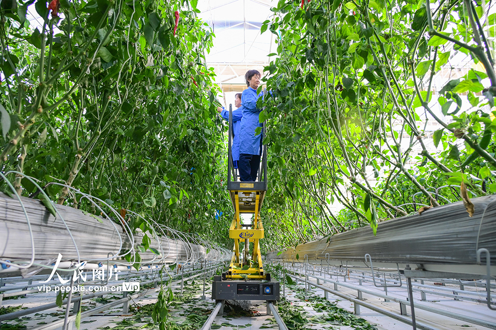 新疆昌吉：智慧农业促发展【5】