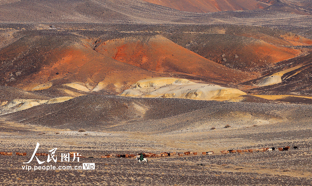 新疆阿勒泰：牧民冬季转场【4】