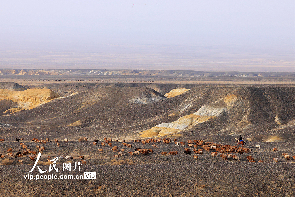 新疆阿勒泰：牧民冬季转场【5】