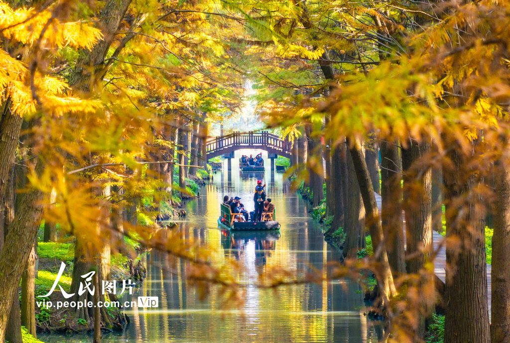 江苏兴化：湿地公园冬景如画