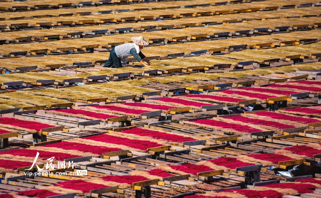 福建永春：冬日晒香
