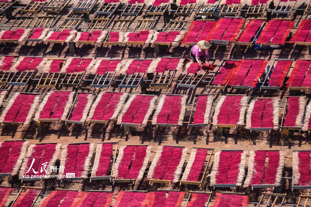 福建永春：冬日晒香【2】