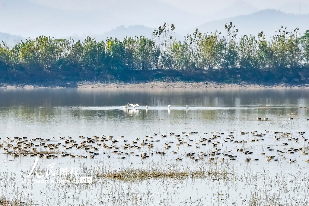 安徽枞阳：候鸟翔集【4】