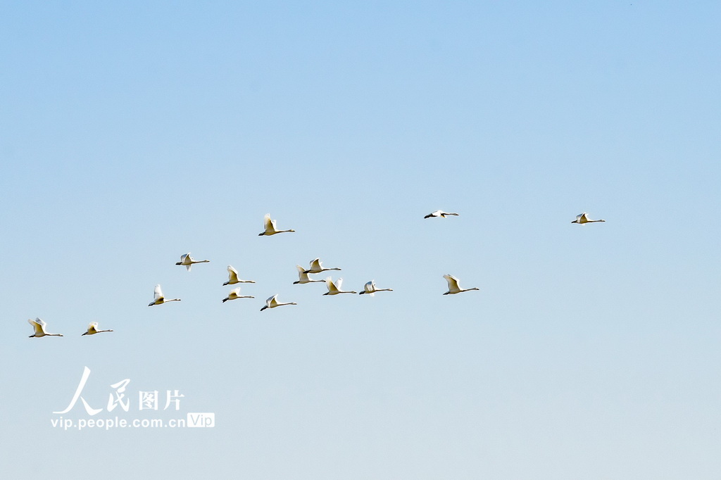 安徽枞阳：候鸟翔集【3】