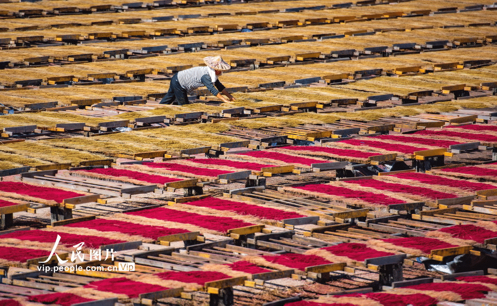 福建永春：冬日晒香
