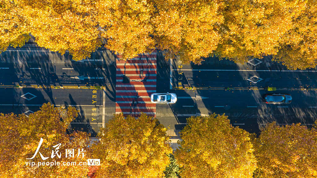 浙江湖州：梧桐大道尽染金黄