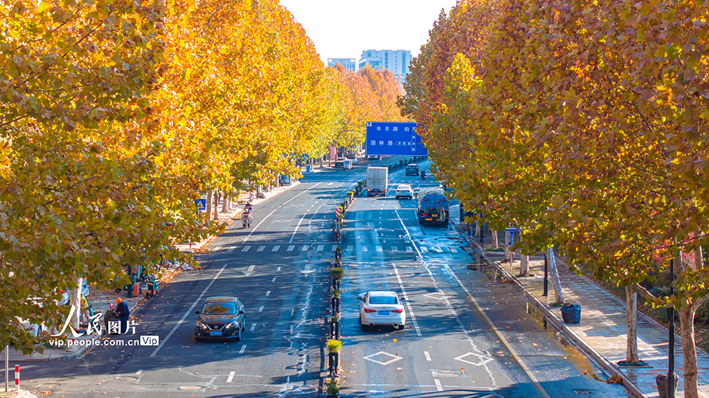 浙江湖州：梧桐大道尽染金黄【4】