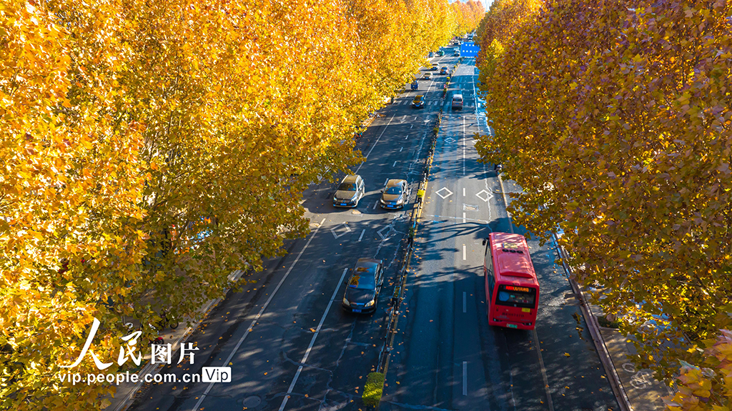 浙江湖州：梧桐大道尽染金黄【5】