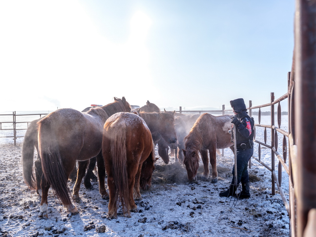 12月2日,在内蒙古呼伦贝尔市陈巴尔虎旗,“海东青”骑警队骑警在马圈中喂马。新华社记者 马金瑞 摄