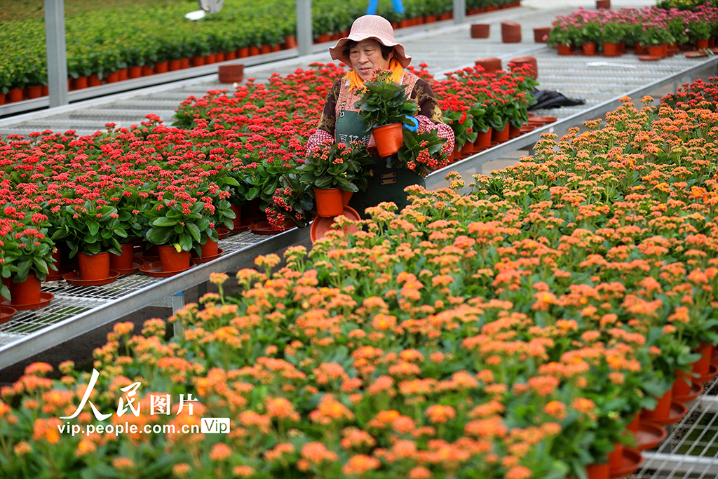 山东青岛：“花卉经济”助力乡村振兴【4】