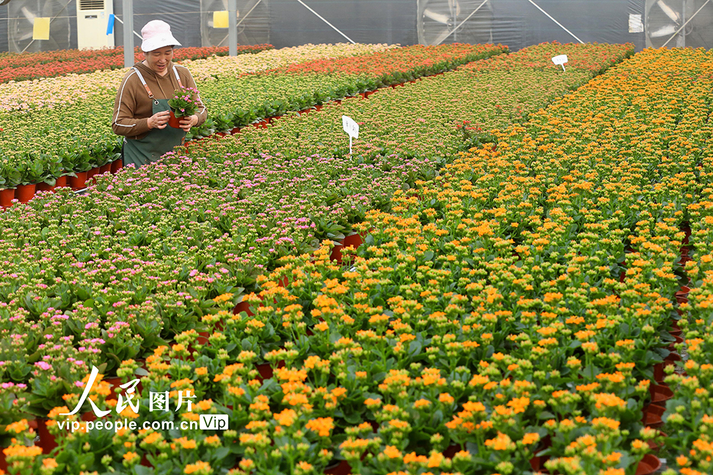 山东青岛：“花卉经济”助力乡村振兴【6】